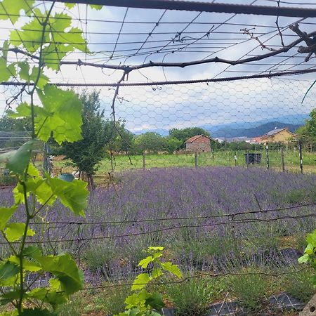 Salvia E Rosmarino - Affittacamere In Liguria Villanova d'Albenga Buitenkant foto