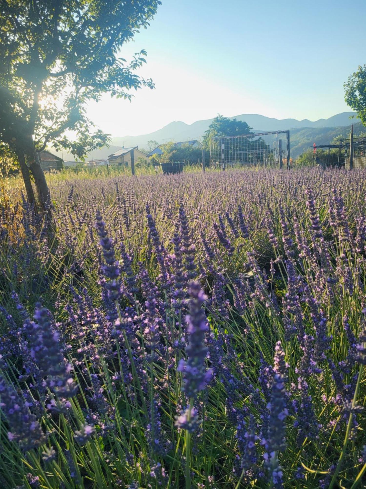 Salvia E Rosmarino - Affittacamere In Liguria Villanova d'Albenga Buitenkant foto