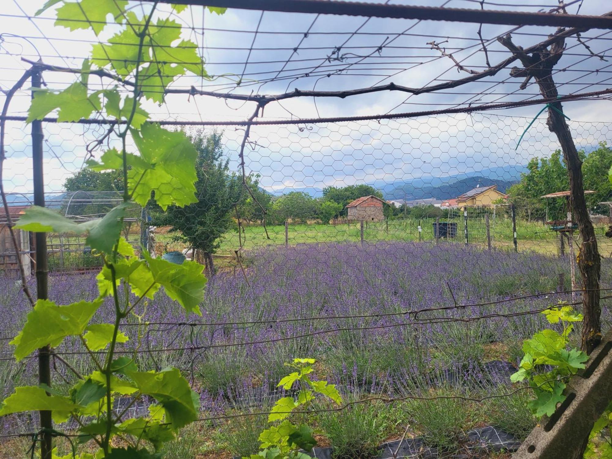 Salvia E Rosmarino - Affittacamere In Liguria Villanova d'Albenga Buitenkant foto