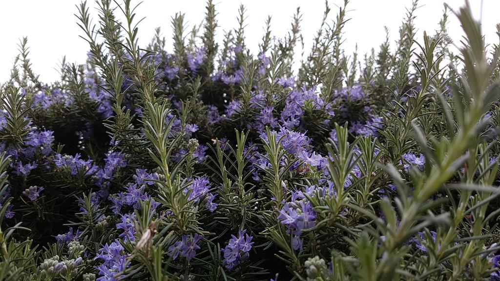Salvia E Rosmarino - Affittacamere In Liguria Villanova d'Albenga Buitenkant foto